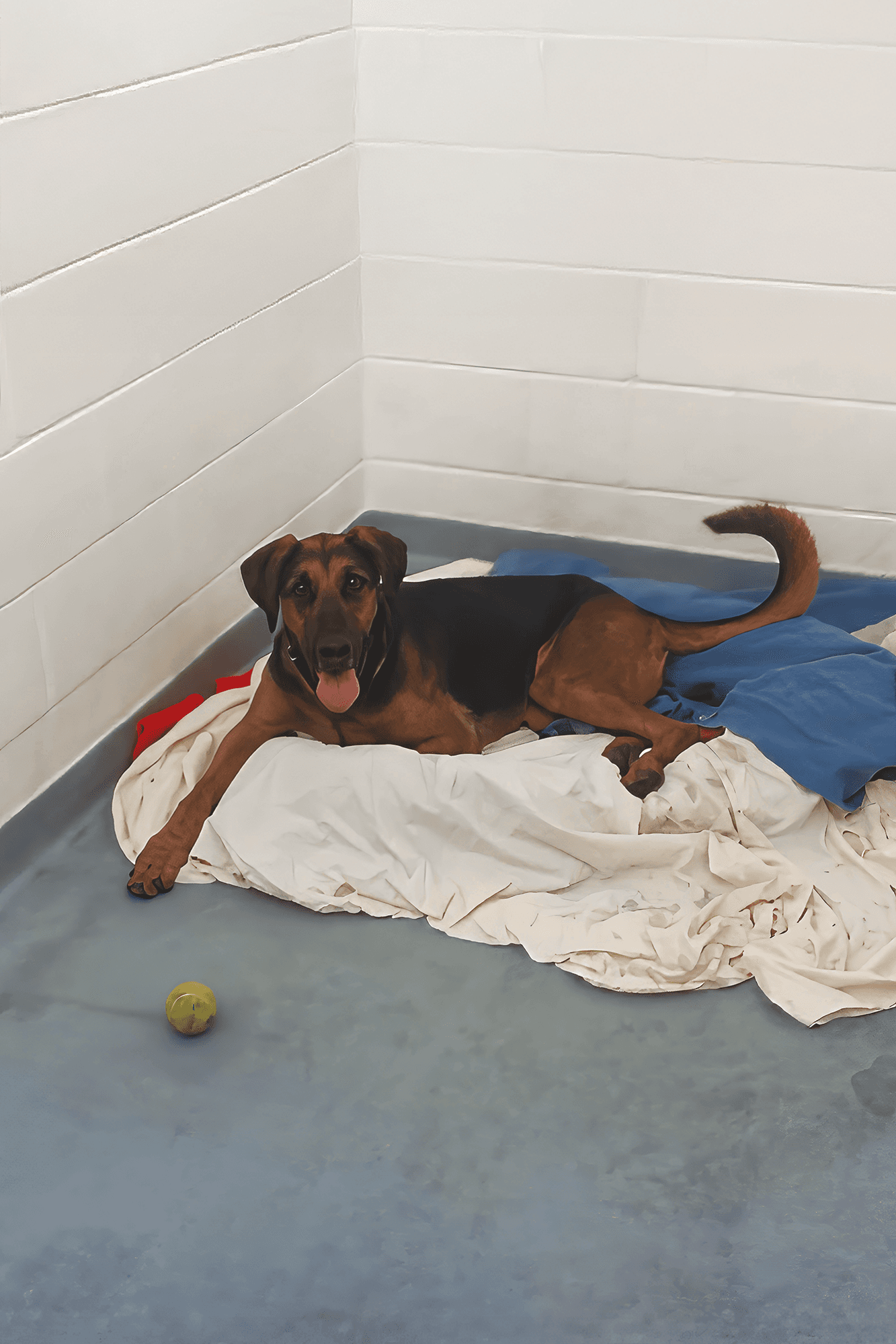 Charlie, the Shelter Sense mascot