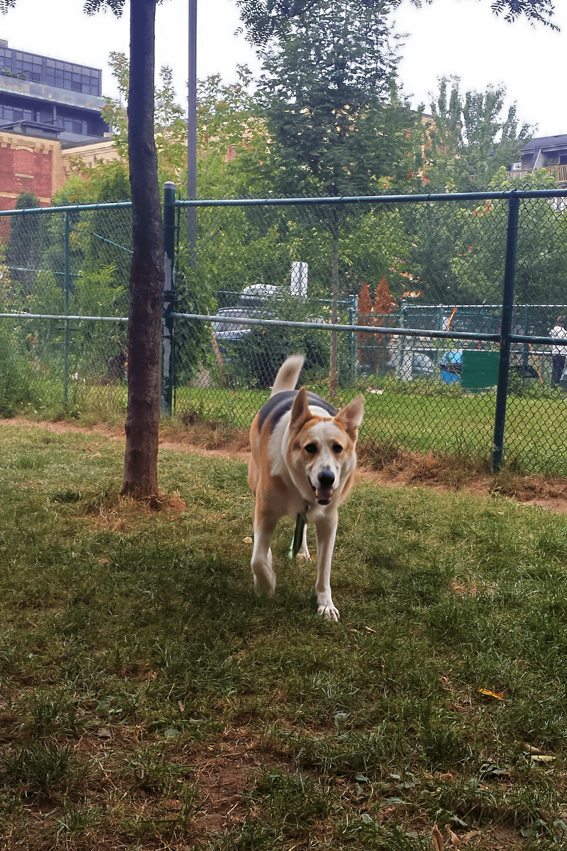 Moxie, the Shelter Sense mascot
