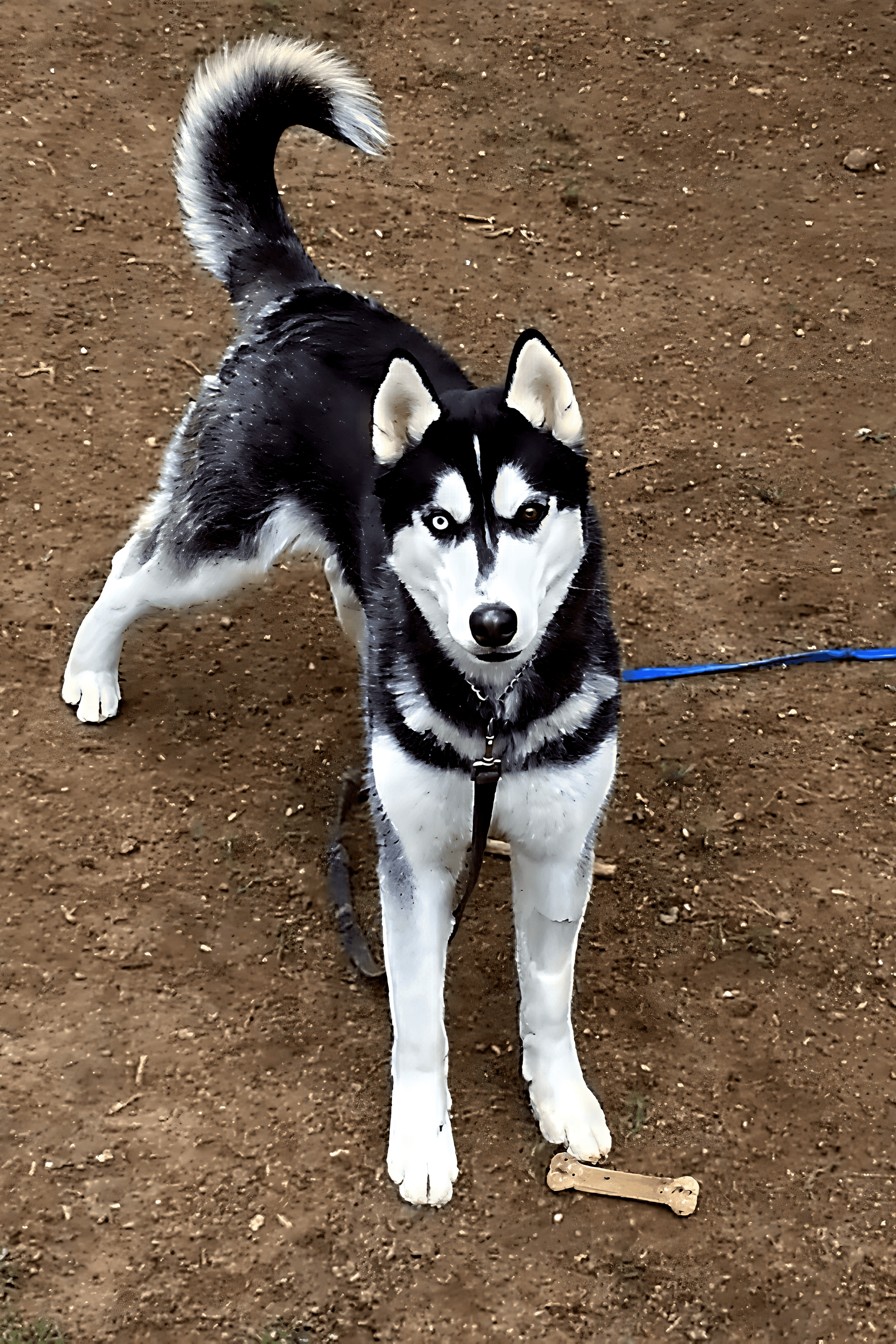 Piccassio, the Shelter Sense mascot